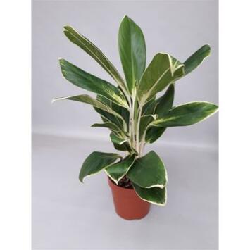 image AGLAONEMA WHITE LIME