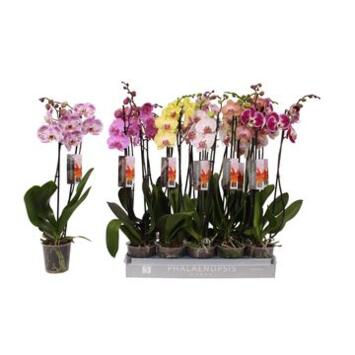 image PHALAENOPSIS 2BR VARIE 18FL+