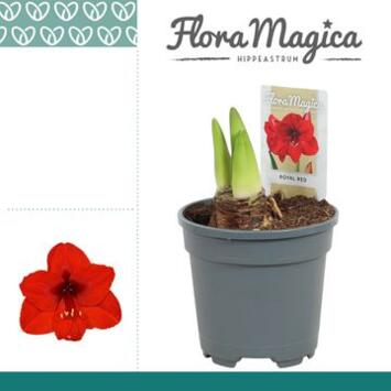 image AMARYLLIS 2TIGES ROUGE