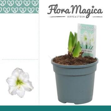 image AMARYLLIS 2TIGES BLANC