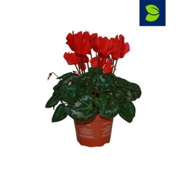 image CYCLAMEN ALLURE ROUGE