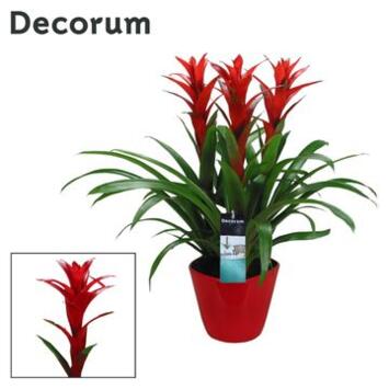 image BROMELIACEE ROUGE X3 CERAM