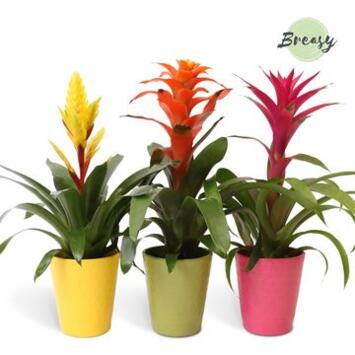 image BROMELIACEE VARIEE CERAM