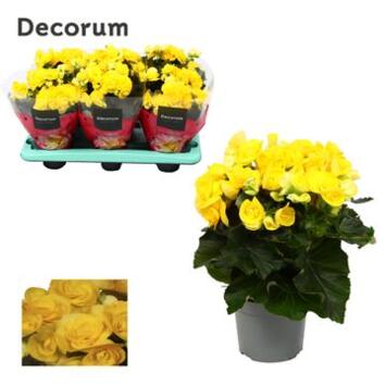 image BEGONIA MYSTIC JAUNE