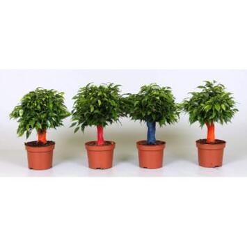 image FICUS GREEN KINKY TIGE JUTE