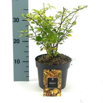 image BERBERIS AUREA