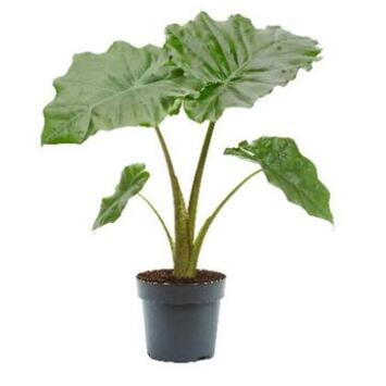 image ALOCASIA PORTODORA