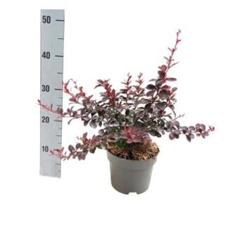 image BERBERIS DARTS RED LADY