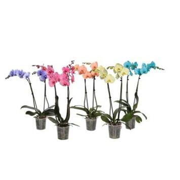 image PHALAENOPSIS 3BR TEINTE