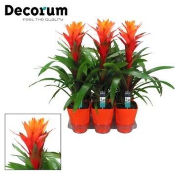 image GUZMANIA ORANGE CERAM