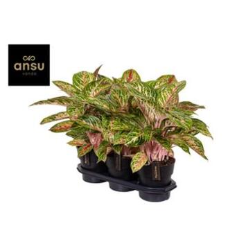 image AGLAONEMA COCOMELON