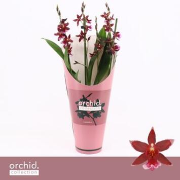 image ORCHIDEE BURRAGEARA 3/4BR BARROCCO RED