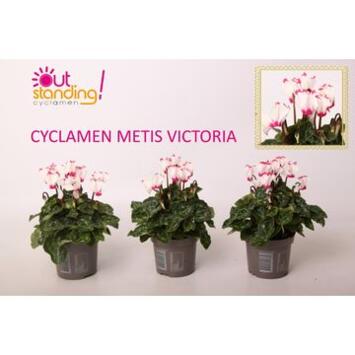 image CYCLAMEN METIS VICTORIA