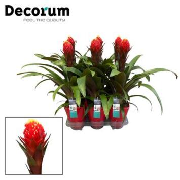 image GUZMANIA PUNTA CERAM