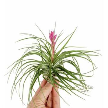 image TILLANDSIA