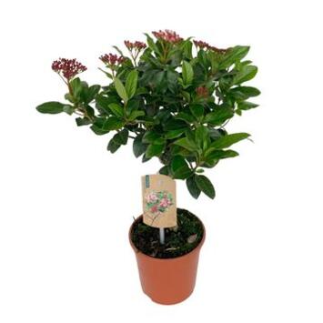 image VIBURNUM TINUS