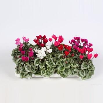 image CYCLAMEN SUPER SERIE VARIE