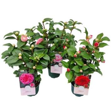 image CAMELLIA JAPONICA VARIE