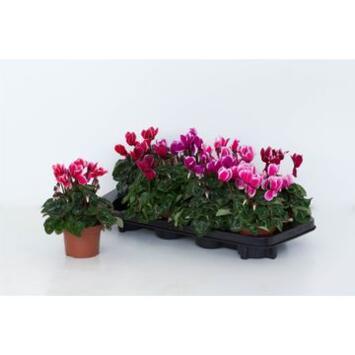 image CYCLAMEN ALLURE FUJI