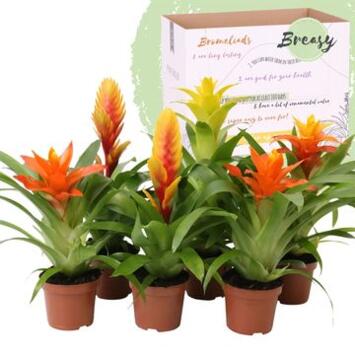 image BROMELIACEE VARIES