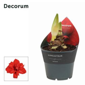 image AMARYLLIS 2TIGES FL DBLE ROUGE