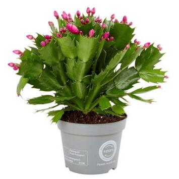 image SCHLUMBERGERA VARIE