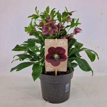 image HELLEBORE ORIENTALIS