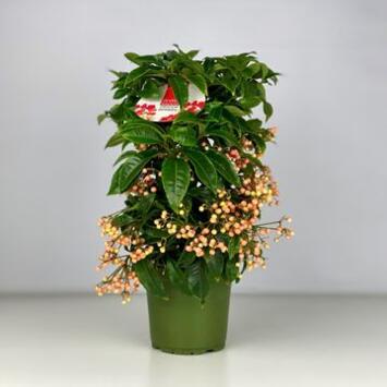 image ARDISIA CRENATA SAUMON