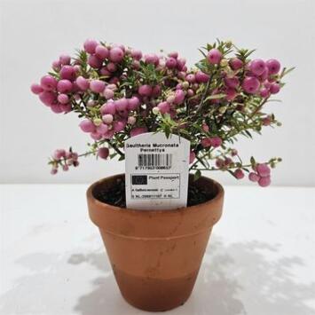 image GAULTHERIA PERNETTYA ROSE P TERRE