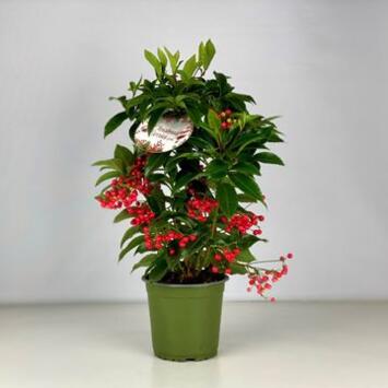 image ARDISIA CRENATA