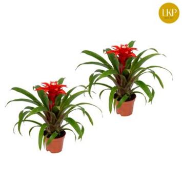 image GUZMANIA CONFETTI ROUGE