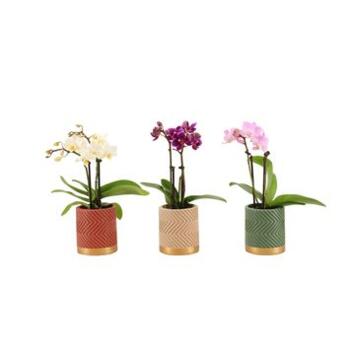 image PHALAENOPSIS 2BR VARIE CERAM