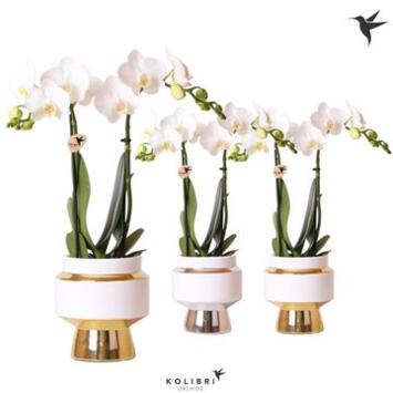 image PHALAENOPSIS 2BR BLANC CERAM