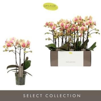 image PHALAENOPSIS 3BR MF JAUNE