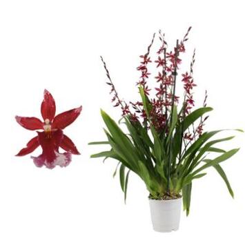 image ORCHIDEE BURRAGEARA 5BR BARROCCO RED