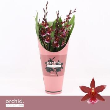 image ORCHIDEE BURRAGEARA 5BR BARROCCO RED