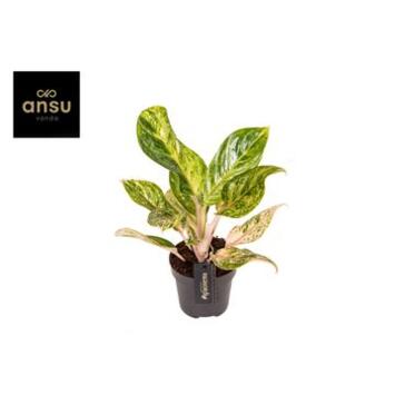 image AGLAONEMA PEACH PEARL