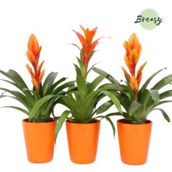 image BROMELIACEE ORANGE CERAM