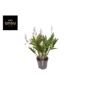 image DENDROBIUM 12BR BERRY ODA