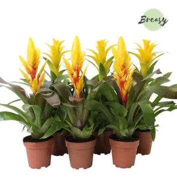 image BROMELIACEE VARIES