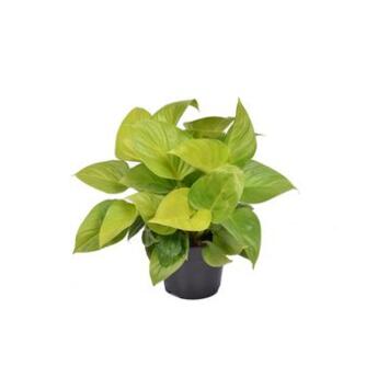 image HOMALOMENA LEMON LIME