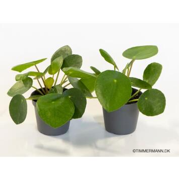 image PILEA PEPEROMIOIDES