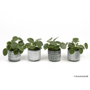 image PILEA PEPEROMOIDES CERAM