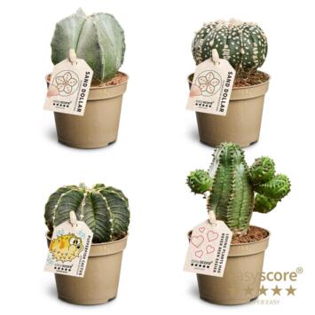 image CACTUS SPECIAL VARIE