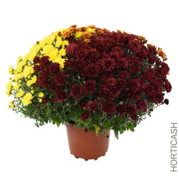 image CHRYSANTHEME MULTI 45/50 3COULEURS