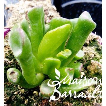 image CRASSULA HORN TREE GOLLUM