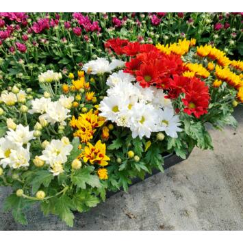 image CHRYSANTHEME MULTI BQ10