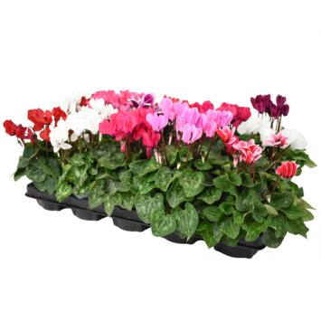 image CYCLAMEN MINI &