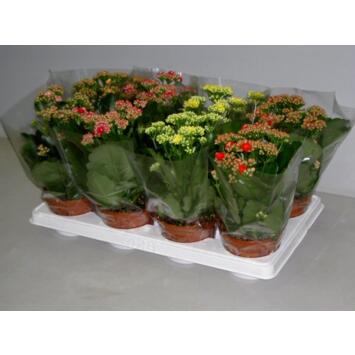 image KALANCHOE FL DBLE