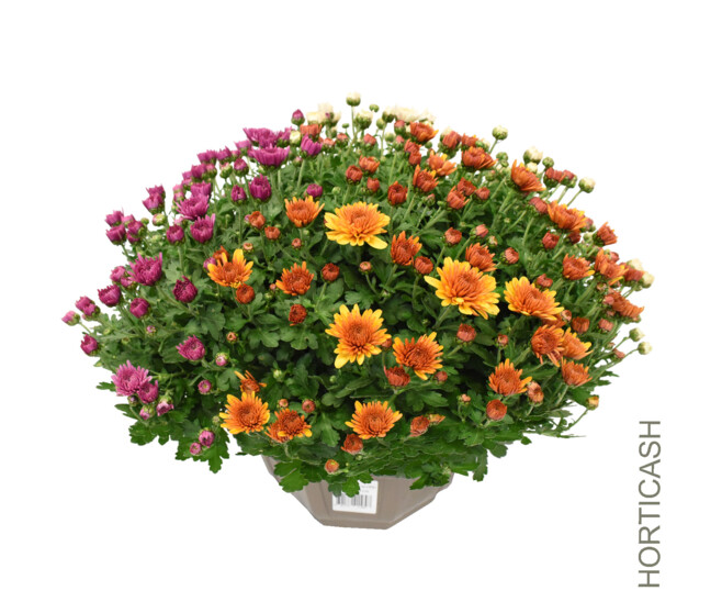 CHRYSANTHEME MULTI 3COULEURS COUPE